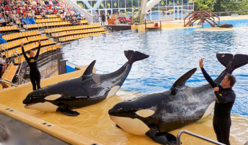 Dolphins, penguins, parrots and other animals at the Loro Parque Zoo in Tenerife