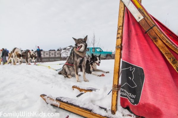 "Хемседал Хаскис", Hemsedal Huskies, организация туров на собачьих упряжках в Хемседале, Норвегия