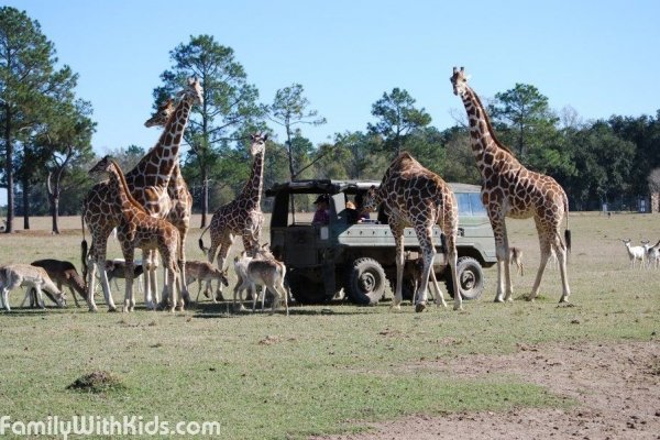 The Global Wildlife Center, safari wagon tours in Folsom, California, USA