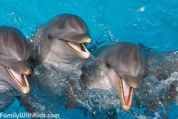 Gulf World, морской парк, шоу и плавание с дельфинами для детей и взрослых, Панама-Сити-Бич, Флорида, США