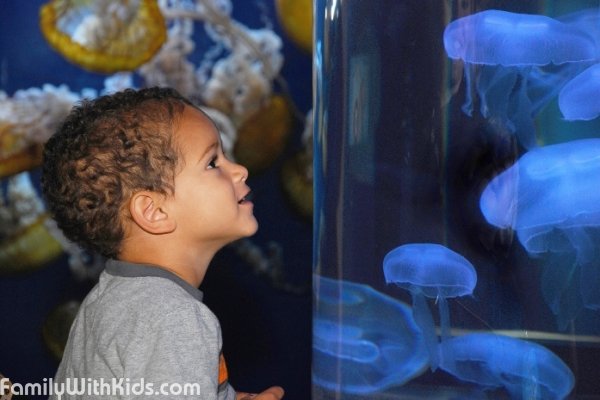 Aquarium of the Bay, общественный аквариум на территории "Пирса 39" в Сан-Франциско