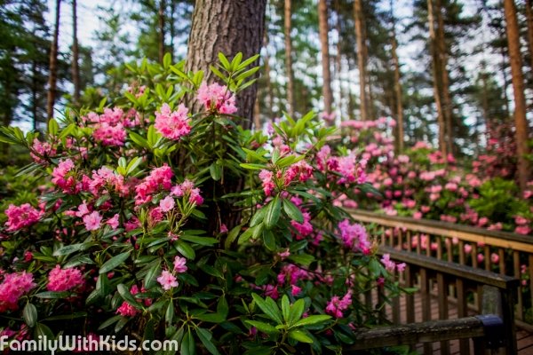The Rhododendron Park in Helsinki, Haagan Alppiruusupuisto, Finland