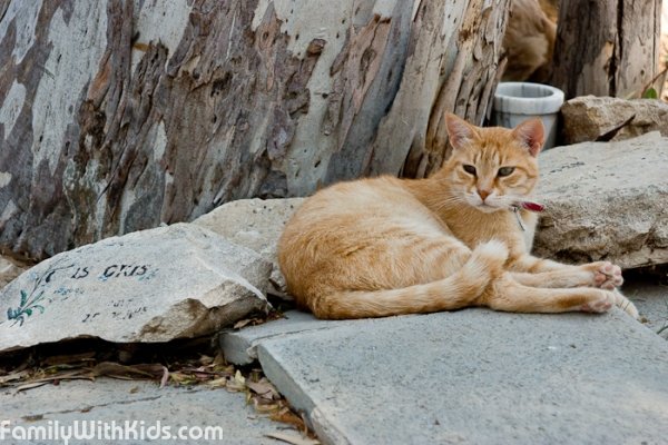 Malcolm Cat Protection Society, английский кошачий приют в Лимассоле, Кипр