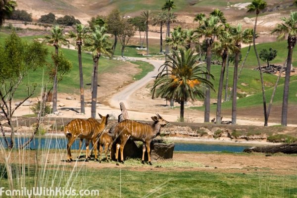 San Diego Wild Animal Park, USA