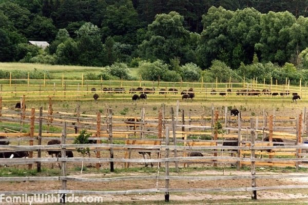 "Долина страусов", страусиная ферма, зоопарк, экскурсии, страусиные бега, ресторан в Ясногородке, Киевская область