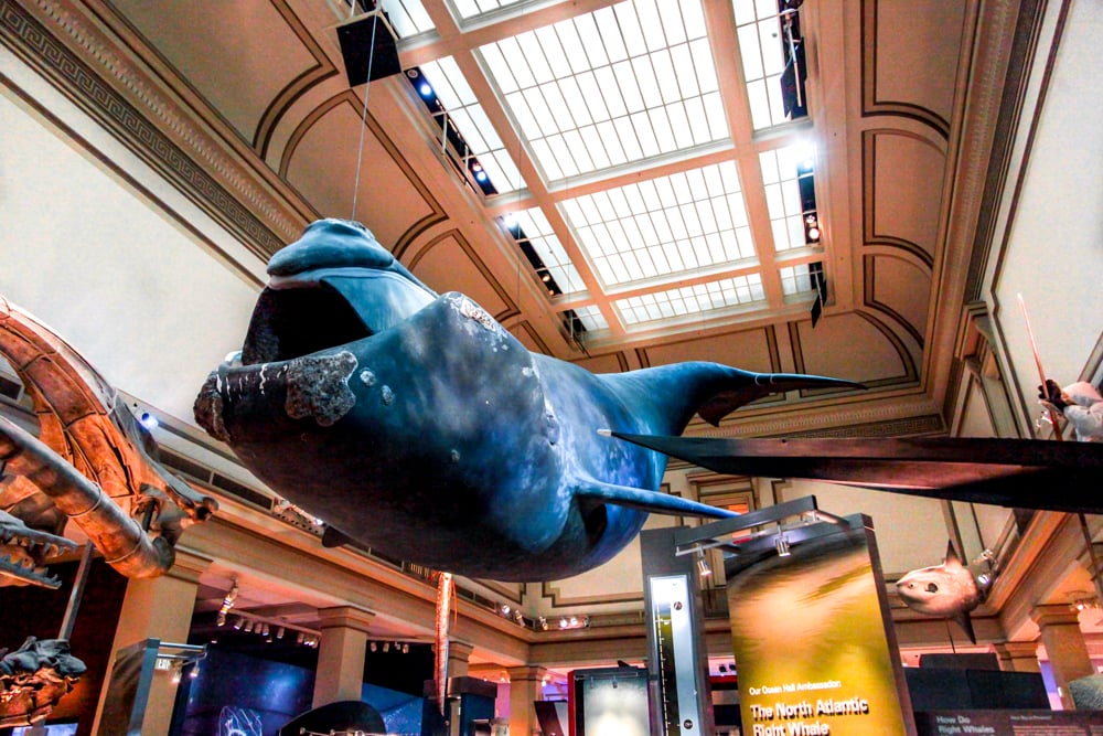 Photo Of The Smithsonian National Museum Of Natural History In Washington Dc Usa