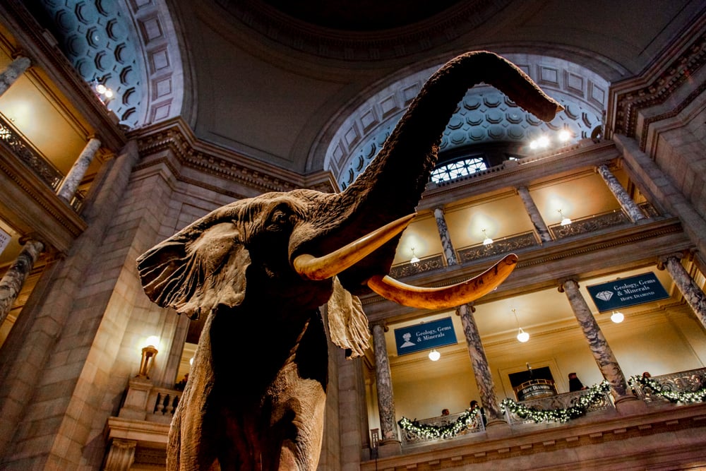 Photo Of The Smithsonian National Museum Of Natural History In Washington Dc Usa