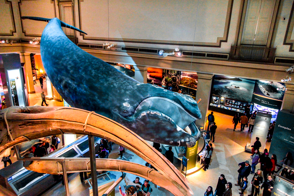 photo-of-the-smithsonian-national-museum-of-natural-history-in