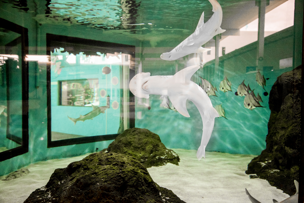 Photo review of the Mote Marine Laboratory and Aquarium in Sarasota
