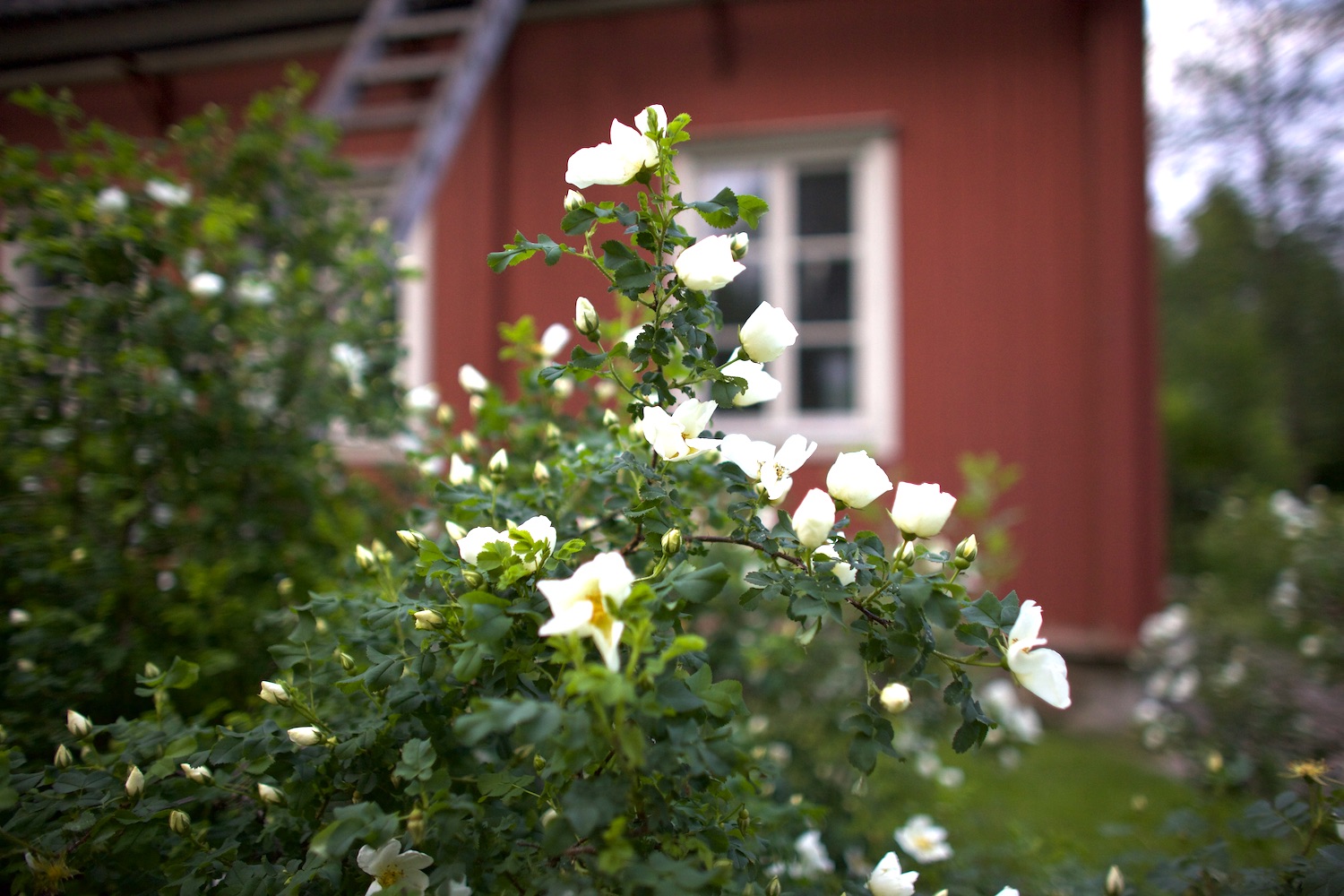 Photo of Seurasaari, the open-air museum at Juhannus, the summer solstice  celebration, Helsinki, Finland | Finland 