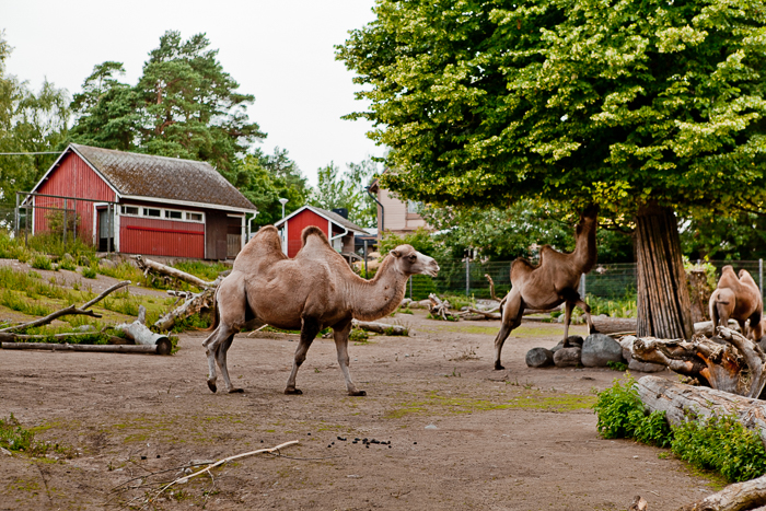 The Korkeasaari Zoo, Helsinki Zoo, Finland, photo | Finland ...