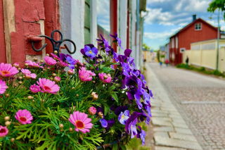 Images of old town Porvoo in the spring, lilac blooming