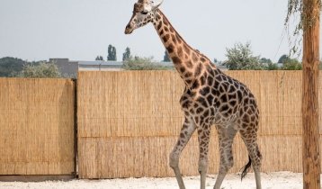 "Селфи с жирафом" в "Биопарке"