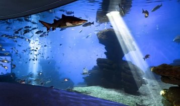 55 aquariums and 8000 inhabitants including sharks at the Palma Aquarium in Palma-de-Mallorca