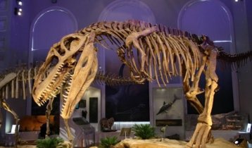 Скелеты динозавров и чучела животных в Музее естествознания в Хельсинки