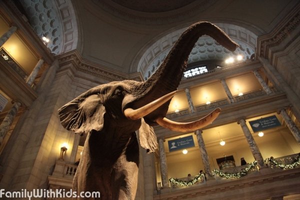 Смитсоновский национальный музей естественной истории в Вашингтоне, округ Колумбия, США