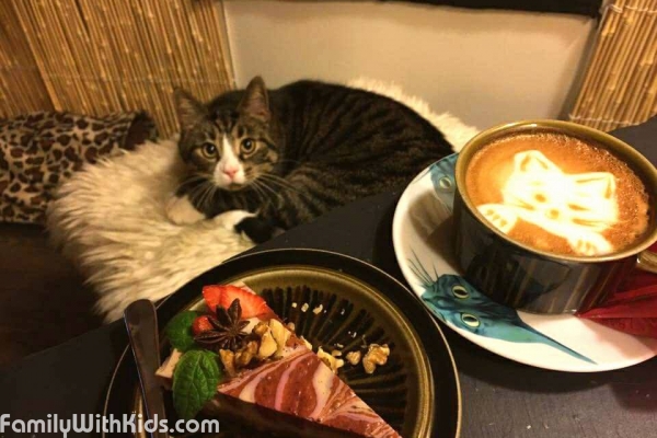 Helkatti, котокафе в Хельсинки, кафе с кошками в центре, Финляндия