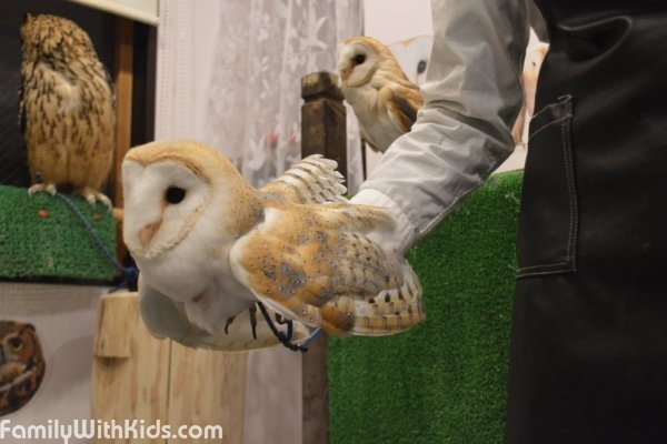 Castle of Owls, кафе с совами в Токио, Япония
