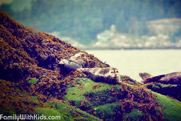 The Howe Sound and Seal Colony at Palm Rocks in Vancouver, Canada