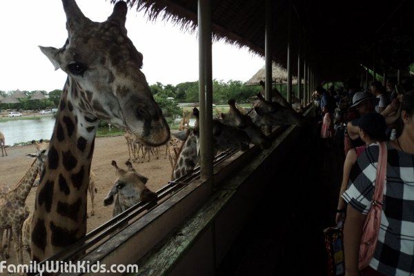 Safari World, сафари-парк в пригороде Бангкока, Тайланд