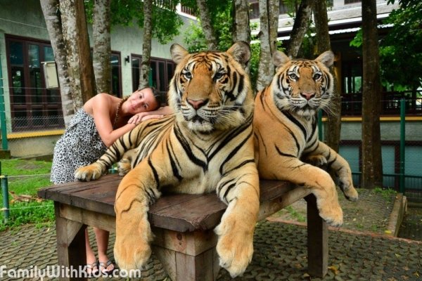 "Королевство тигров" (Tiger Kingdom Phuket), тигровый зоопарк на Пхукете, Тайланд