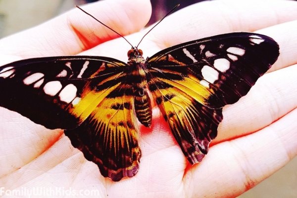 Парк бабочек и Королевство насекомых, Butterfly Park & Insect Kingdom в Сингапуре