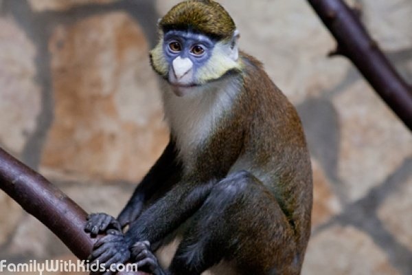 The Israeli primate sanctuary & park, Israel
