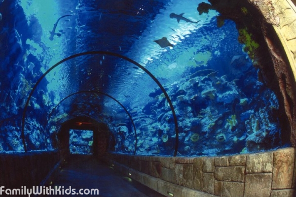 Shark Reef, "Акулий риф", аквариум в отеле Mandalay Bay, Лас-Вегас