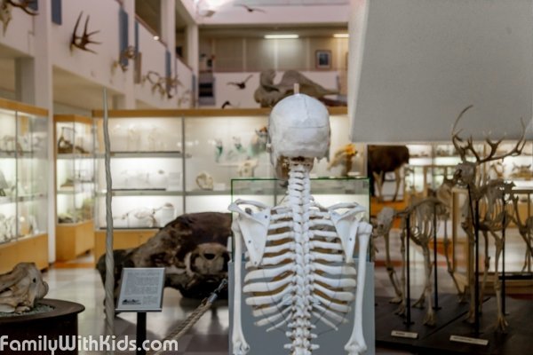 The Oulu University Zoological museum, Finland