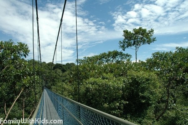 ТreeTop Walk, подвесной мост в парке MacRitchie, Сингапур