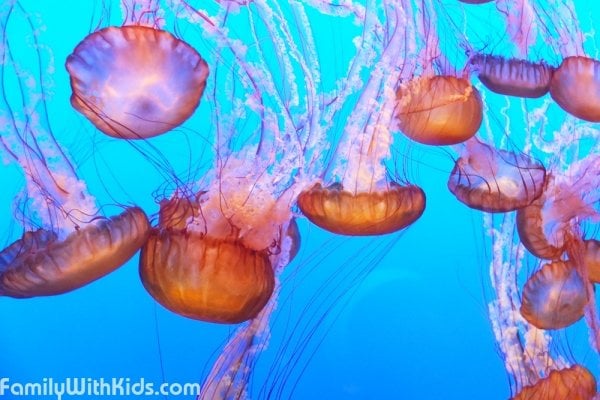 The Monterey Bay Aquarium, USA