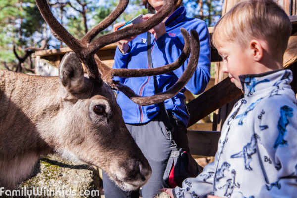 Парк северных оленей Нууксио, Nuuksio Reindeer Park, оленья ферма в Эспоо, Финляндия