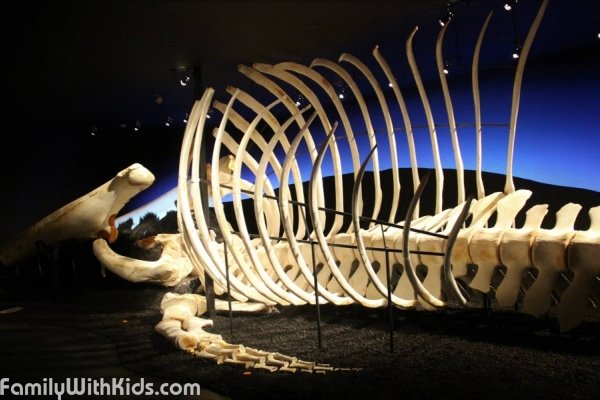Музей китов в Хусавике, Исландия