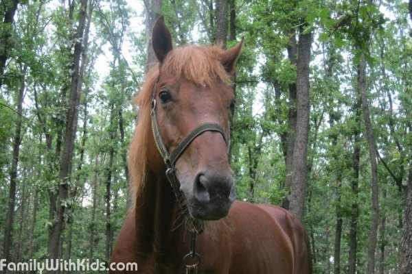 Lucky Horse, "Лаки хорс", конноспортивный клуб под Харьковом