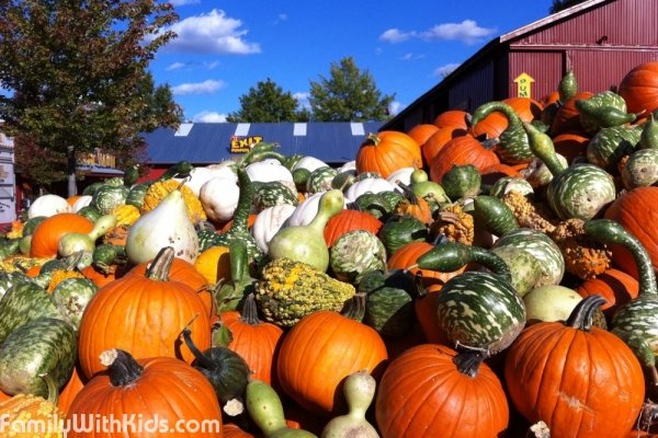 Bengtson's Pumpkin Farm, тыквенная ферма в пригороде Чикаго, США