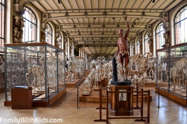 Палеонтологический музей в Париже, Galeries d'Anatomie comparée et de Paléontologie, Франция