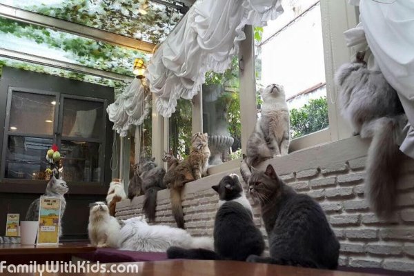 Purr Cat Cafe Club, кото-кафе в Бангкоке, Таиланд