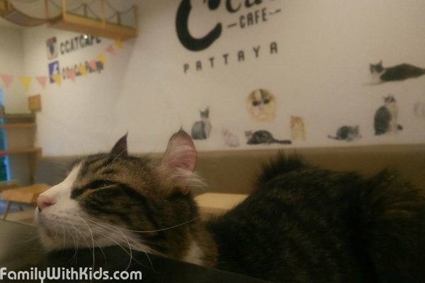 Cat Cafe, кошачье кафе в Паттайе, Таиланд