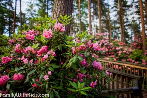 The Rhododendron Park in Helsinki, Haagan Alppiruusupuisto, Finland