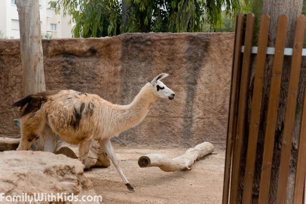 Limassol Zoo, зоопарк в Лимассоле, Кипр