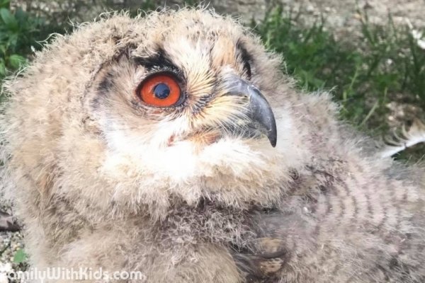 Huxley's Birds of Prey Centre and Gardens in West Sussex, UK