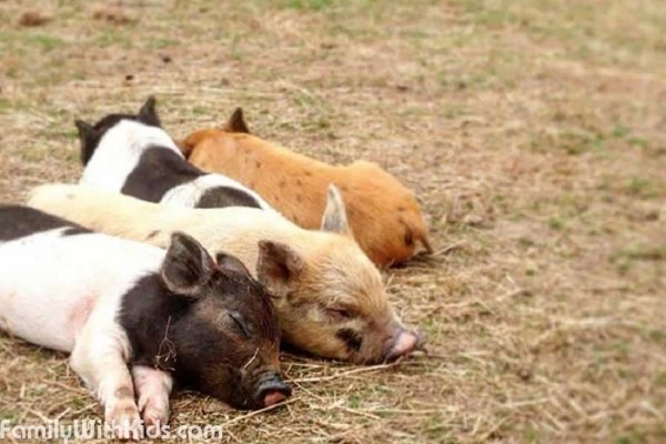 Kew Little Pigs, ферма мини-пигов в Эмиршеме, Бакингемшир, Великобритания