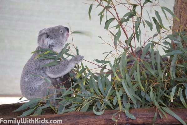 Cohunu Koala Park, заповедник "Коуну Коала Парк" в Австралии