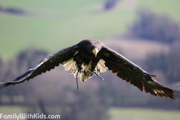 Eagle Heights Wildlife Foundation, a wildlife park in Kent, UK
