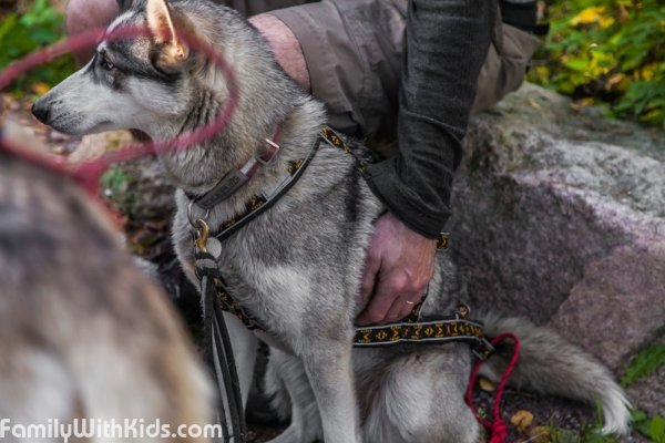 The Arctic Expedition sled dog rides, husky hikes and outdoor activities for the entire family, Espoo, Finland