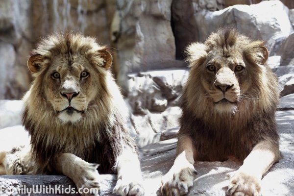 Lions Habitat Ranch, львиный зоопарк в Лас-Вегасе, США