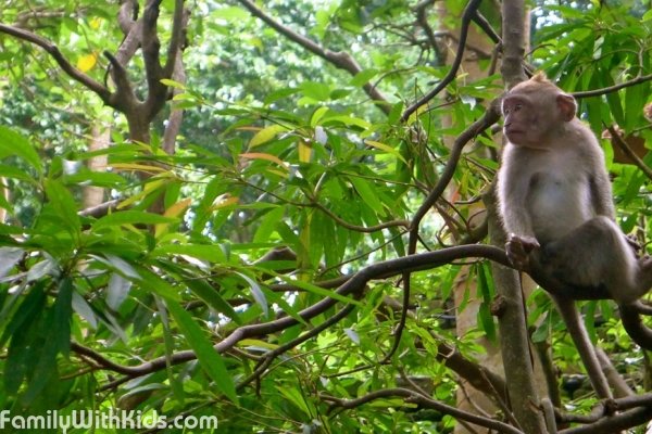 Monkey Jungle, парк обезьян в Майами, США