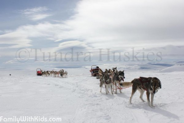 "Хаски сафари Леви", Тундра Хаски, Tundra Huskies, сафари на лайках недалеко от курорта Леви, Финляндия
