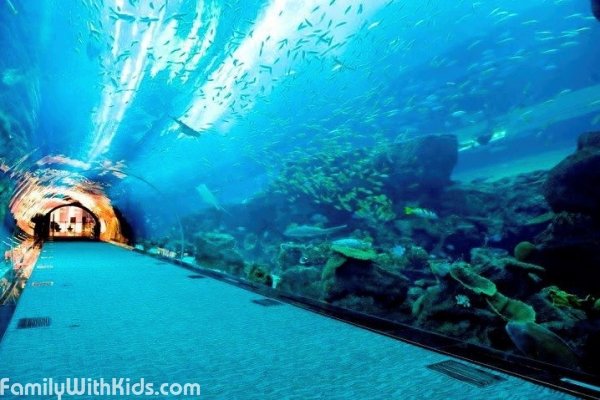 Dubai Aquarium & Underwater Zoo, аквариум в "Дубай Молл", ОАЭ