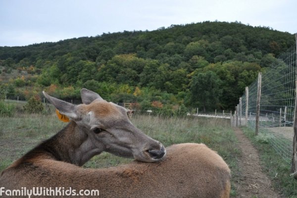 Долина Колошка, парк дикой природы, Балатонфюред, Венгрия